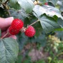 아란 농장 이미지