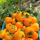 함안대봉감 이미지