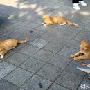 천등산(평택) 이미지