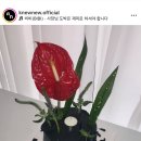 나인젠트케이크하우스