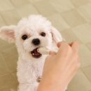 스타일펫 이미지