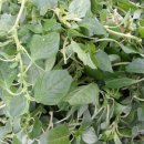 참삼영농조합법인 이미지