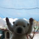 초롱이 밥상 이미지