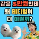 구미고양이카페분양제이캣 | 구미고양이분양 퀄리티부터 정말 다릅니다