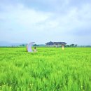 분황사주차장 | 경주 분황사 유채꽃 청보리 — "4월에 꼭 가야 할 이유"(+개화시기)