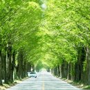 국도24호선가로수 이미지
