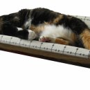 도도한고양이 이미지