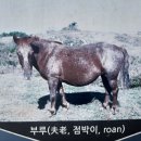 가라월라 이미지