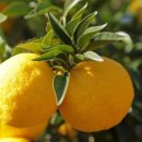 한동농장 이미지