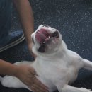 웬만해선 개들을 막을 수 없다 이미지