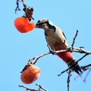 딱따구리 이미지