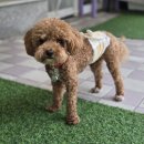 디디애견미용 이미지