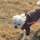 산성애견 | [부산] 금정산성 캠핑장 같은 애견운동장 도그백 방문 후기