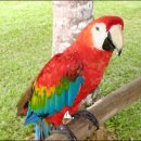 밀림식당 이미지