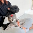 딩굴댕굴 애견호텔유치원 네이버블로그