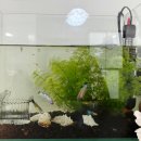 구피 | 오창 피쉬갤러리 - 구피 분양 후기!