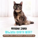 신영재동물병원 인근 | 군산 후지마비 고양이, 방광결석까지 초코의 치료 후기(수송동 동물병원)