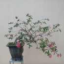 향기체리나무(아세로라) 이미지