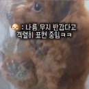더 예쁘개 이미지