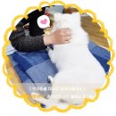 HMC펫케어 | [반려동물마사지 원데이클래스]"HMC펫케어"강아지마사지&amp;천연아로마샴푸 수업 후기# (원데이클래스...