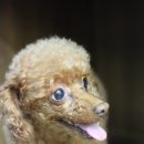 아띠펫살롱 이미지