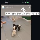 올케어댕 네이버블로그