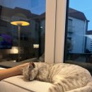 꾹꾹이 하는 고양이(kneading cats) | [김포] 50마리의 고양이들과 함께 힐링하기 _ 고영주택 후기