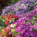 약초농원민박 이미지