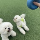 개들랜드 | 부산→울산 애견동반 코스｜히든블루 &amp; 개들랜드 후기 (부산에서 1시간)