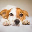 이산동물의료센터 이미지