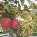 봉화산2농장 이미지