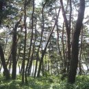 소쇄원(주차장) Daum카페