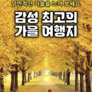 11/20(수)가을 힐링. 구봉도 트레킹 은행나무길 (경기/안산)출발06시50분 이미지