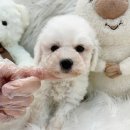 드림독 강아지 고양이 안심분양센터 시흥점 | 배곧강아지분양 최저가분양드림독에서