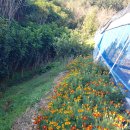 황칠농장 이미지