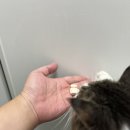 하이멍냥 강아지분양 고양이분양 서울본점 이미지