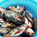 봉골레하우스민박 이미지