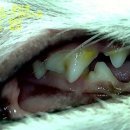 크라운 동물병원 이미지