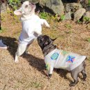 댕댕놀이터 아라점 이미지