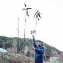 영덕키토산 체리묘목