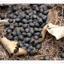 산토끼옹달샘 이미지