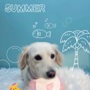 그루머공간 이미지