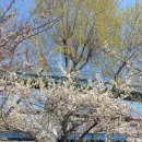 (제966건강걷기)3월25일토요걷기 매화꽃길 응봉산개나리꽃동산 이미지