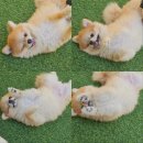 스토리멍 여수애견호텔/여수애견유치원 | ■여수여행■스토리멍애견호텔》 굿초이스!여수애견유치원도 강추합니다😄