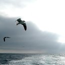 갈매기의 꿈 이미지