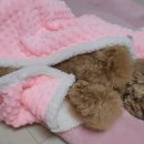 민경애견 이미지