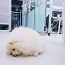 피개행개 이미지