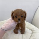 오하이독 안심분양센터 김포점 | 김포말티푸분양 드림독 인천 ㅣ 다양한 매력의 말티푸 🐕‍🦺