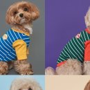 도그아이 이미지