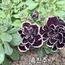 흑진주 이미지